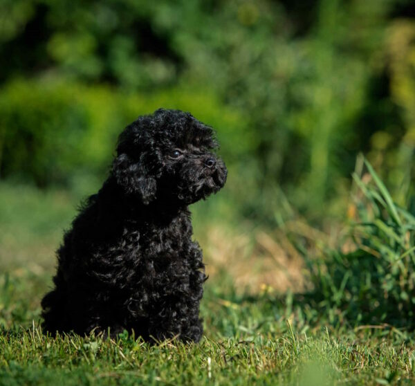 Bella Toy Poodle