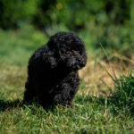 Bella-female-toy-poodle-puppy-for-sale-1 (4)