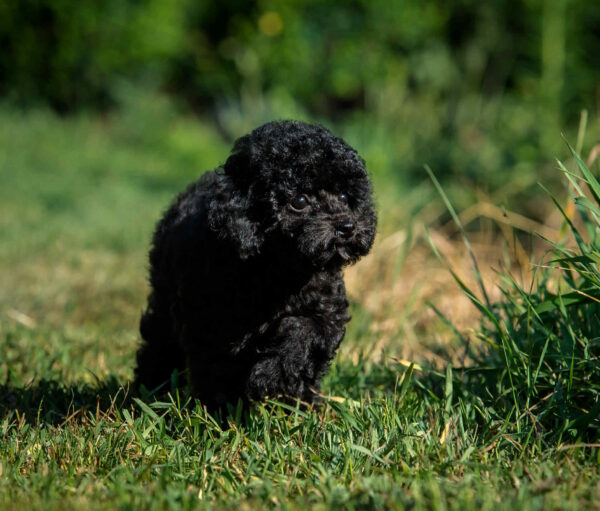 Bella Toy Poodle