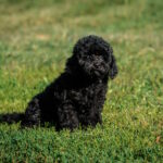 Bella-female-toy-poodle-puppy-for-sale-1 (5)