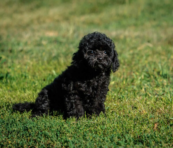 Bella Toy Poodle