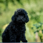 Bella-female-toy-poodle-puppy-for-sale-1 (6)