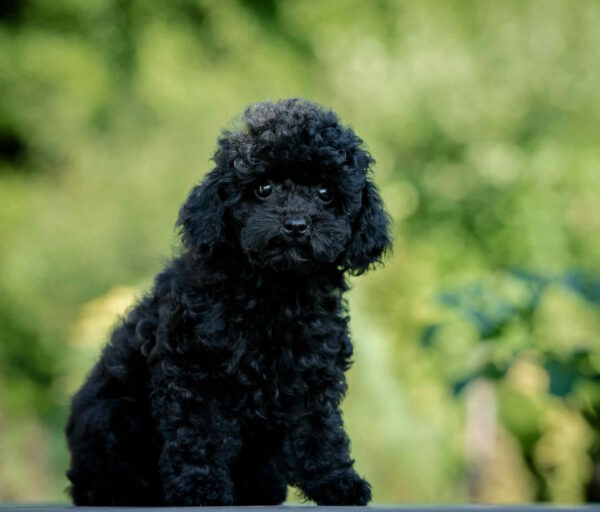 Bella Toy Poodle