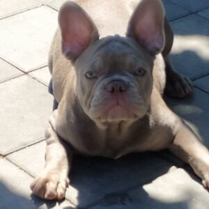 Benjamin French Bulldog