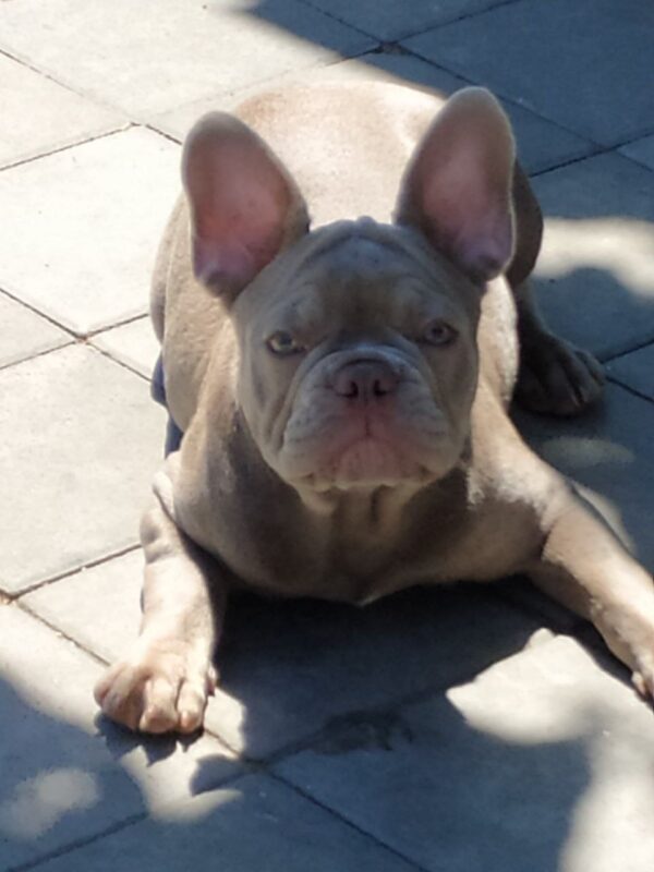 Benjamin French Bulldog