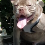 Benjamin-male-french-bulldog-puppy-for-sale-1 (2)