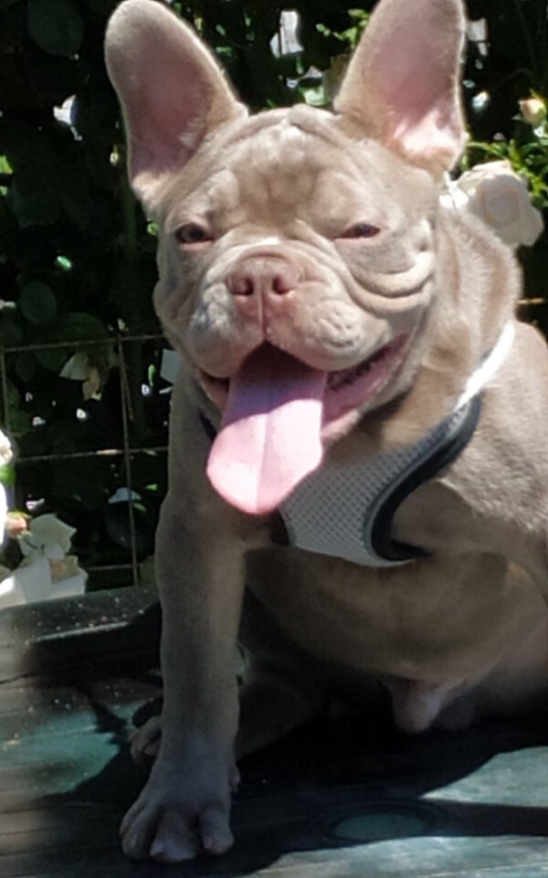 Benjamin French Bulldog