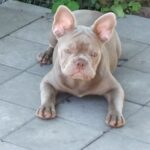 Benjamin-male-french-bulldog-puppy-for-sale-1 (3)