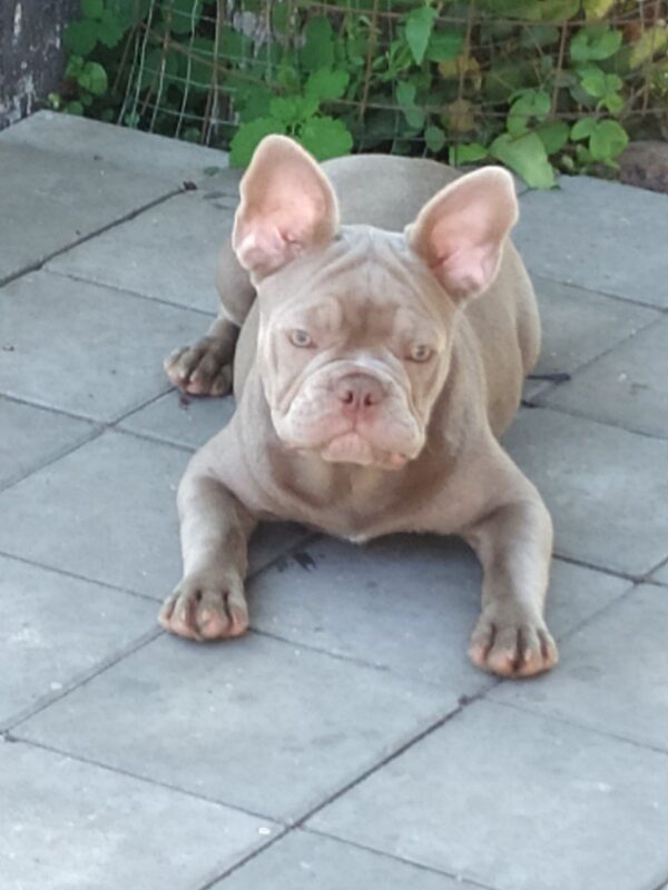 Benjamin French Bulldog