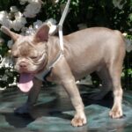 Benjamin-male-french-bulldog-puppy-for-sale-1 (4)
