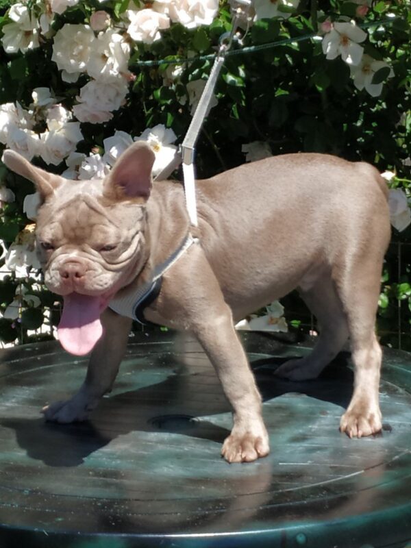 Benjamin French Bulldog