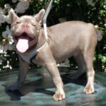 Benjamin-male-french-bulldog-puppy-for-sale-1 (5)