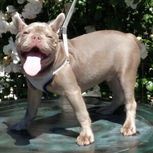 Benjamin French Bulldog