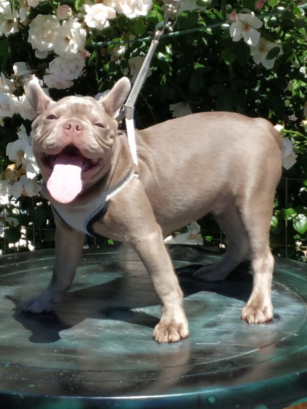 Benjamin French Bulldog