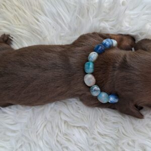 Benji Miniature Dachshund