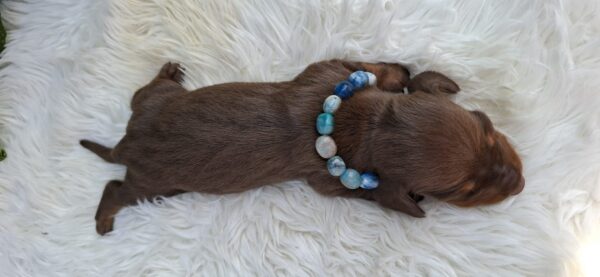 Benji Miniature Dachshund