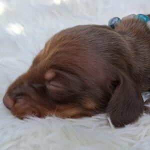 Benji Miniature Dachshund