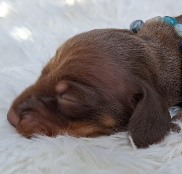 Benji Miniature Dachshund