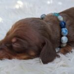Benji-male-miniature-dachshund-puppy-for-sale- (2)