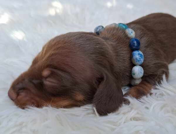 Benji Miniature Dachshund