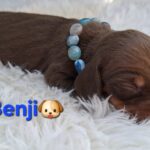 Benji-male-miniature-dachshund-puppy-for-sale- (3)