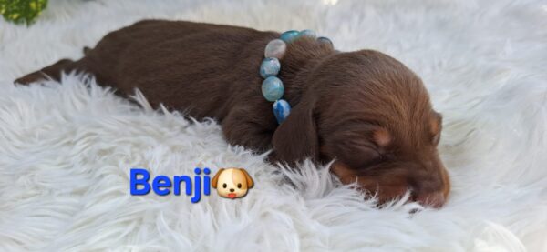 Benji Miniature Dachshund