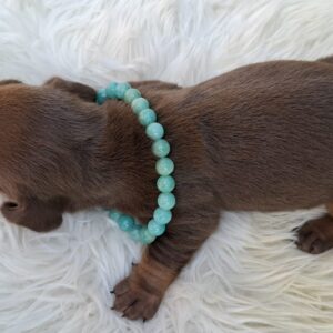 Benny Miniature Dachshund