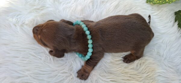 Benny Miniature Dachshund