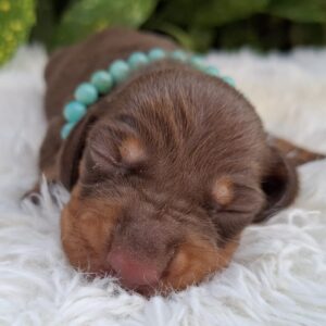 Benny Miniature Dachshund