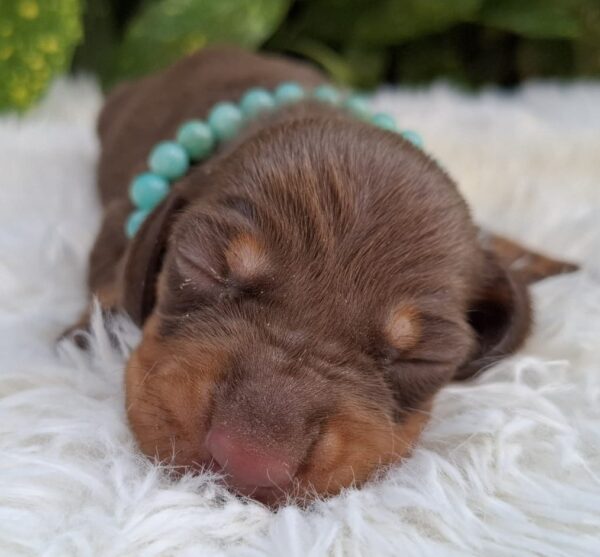 Benny Miniature Dachshund