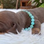 Benny-male-miniature-dachshund-puppy-for-sale- (3)