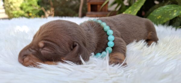 Benny Miniature Dachshund