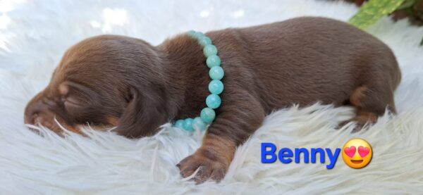 Benny Miniature Dachshund