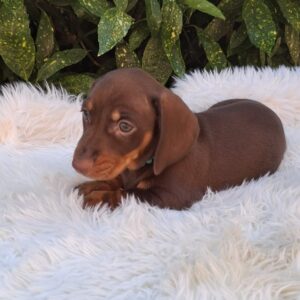 Benny Miniature Dachshund