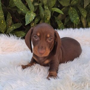 Benny Miniature Dachshund