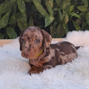 Bernard Miniature Dachshund