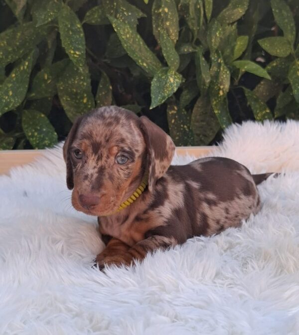 Bernard Miniature Dachshund
