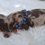 Bernard-male-miniature-dachshund-puppy-for-sale- (1)