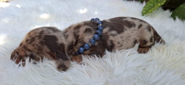 Bernard Miniature Dachshund