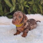 Bernard-male-miniature-dachshund-puppy-for-sale- (2)
