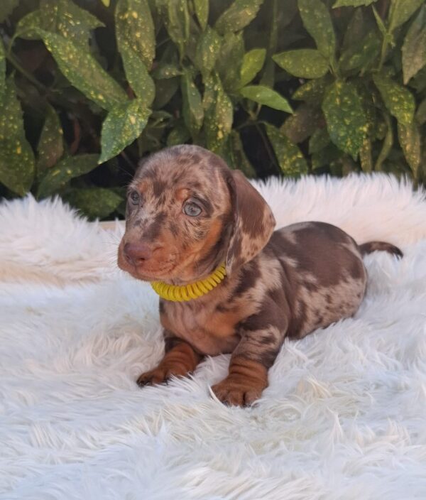 Bernard Miniature Dachshund