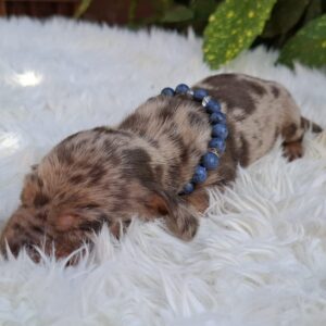 Bernard Miniature Dachshund