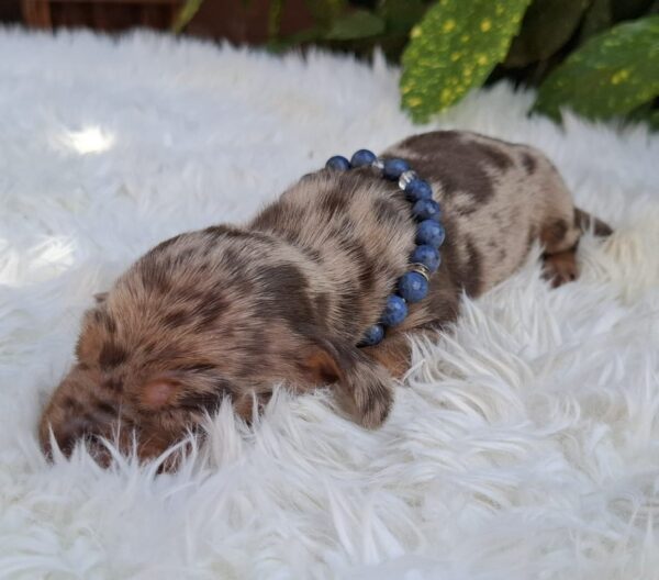 Bernard Miniature Dachshund
