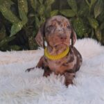 Benji Miniature Dachshund