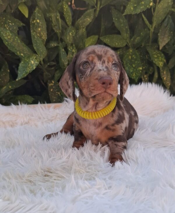 Bernard Miniature Dachshund