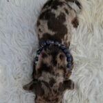 Bernard-male-miniature-dachshund-puppy-for-sale- (3)