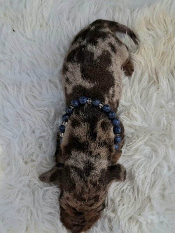 Bernard Miniature Dachshund