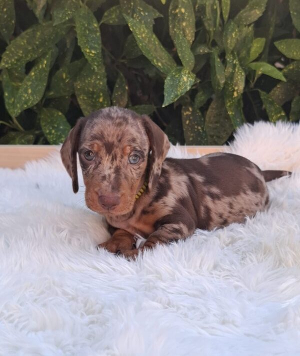 Bernard Miniature Dachshund