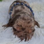 Bernard-male-miniature-dachshund-puppy-for-sale- (4)