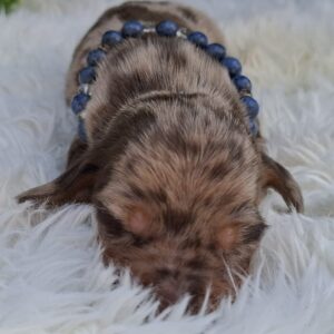 Bernard Miniature Dachshund